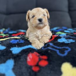 Miniature Schnauzer Puppies from Love Giver Schnauzers