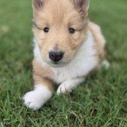 Collie Puppies from Curtain Call Collies