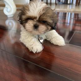 Shih Tzu puppies from With Love