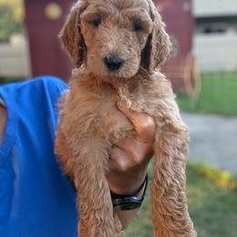 Coral - Apricot female Goldendoodle puppy in Inez, Texas from Heavenly H Doodles