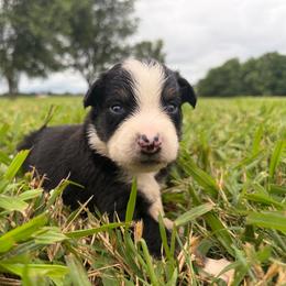 Sweet Girl 9-Black Tri - Black tri-color female Australian Shepherd puppy in Mayfield, Kentucky from Hamilton Farms