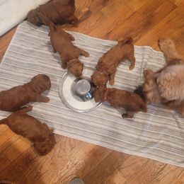 Goldendoodle Puppies from Teddy Doods