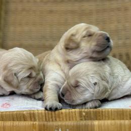 Girl 2 - Golden female Golden Retriever puppy in Tonasket, Washington from Denzil’s Goldens