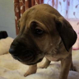 Bartlett - Fawn male Great Dane puppy in Albany, Oregon from Red Cloud Australian Shepherds and DeGray Great Danes & Bulldogs