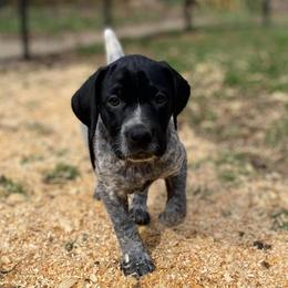 Sparrow - Black roan female German Shorthaired Pointer puppy in Hot Springs, Virginia from Thunder Mountain Gun Dogs