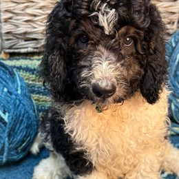 Lupin - Black and white male Sheepadoodle puppy in Chesapeake, Virginia from Doodle-Cove
