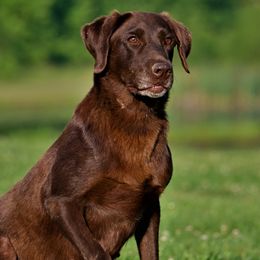 Timme - Labrador Retriever