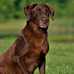 Timme - Labrador Retriever