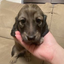 Dachshund Puppies from Hetu's Dachshunds
