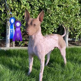 Magneto  - American Hairless Terrier