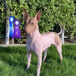 Magneto  - American Hairless Terrier