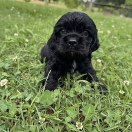 Caroline - Black and white female Cocker Spaniel puppy in Lake, Mississippi from MGs Cockers