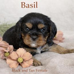 Basil - Black and tan female Cavalier King Charles Spaniel puppy in Chino Valley, Arizona from Copper Cliff Cavaliers