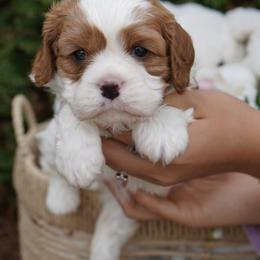 Maisie - Blenheim female Cavalier King Charles Spaniel puppy in Lula, Georgia from Cavaliers by Crumley
