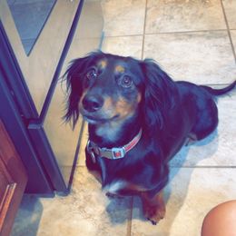 Weenie - Dachshund
