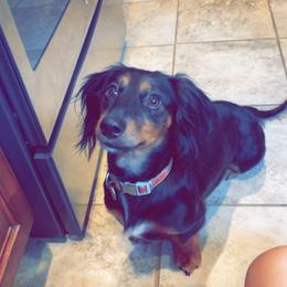 Weenie - Dachshund