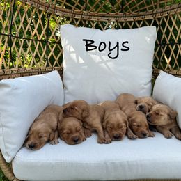 Golden Retriever Puppies from Clover Creek Goldens