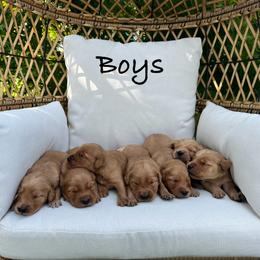 Golden Retriever Puppies from Clover Creek Goldens