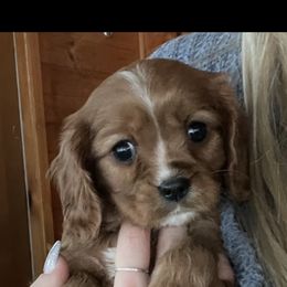 Cavalier King Charles Spaniel All Grown Up from Narrows Creek Cavaliers