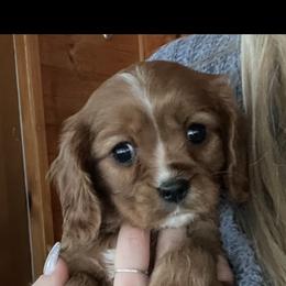 Cavalier King Charles Spaniel All Grown Up from Narrows Creek Cavaliers
