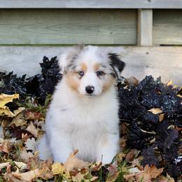 "Last Photoshoot before we go home!" Australian Shepherd Puppies from Mezzo Australian Shepherds