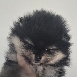 Girl 3 Med - Black and tan female Pomeranian puppy in Bloomingdale, New Jersey from Bella Luna Pomeranians