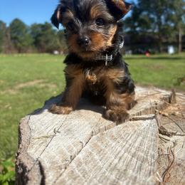 Molly - Black and tan female Yorkshire Terrier puppy in Jayess, Mississippi from Barbara Clark