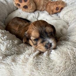 Andy - Red sable male Havanese puppy in Wappapello, Missouri from Titanium Havanese LLC