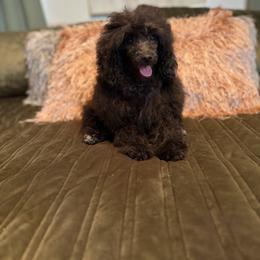 Storm - Black male Poodle puppy in West Plains, Missouri from The Royal Kennel