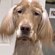 English Setters from Willowcreek English Setters