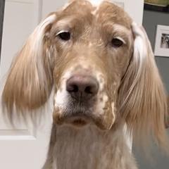 English Setters from Willowcreek English Setters