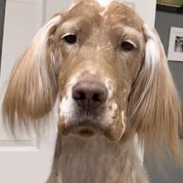 English Setters from Willowcreek English Setters