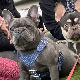 Moneda - French Bulldog