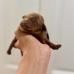 Black collar boy - Red  male Goldendoodle puppy in Dupont, Washington from Willow Tree Doodles