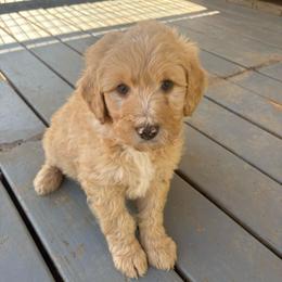 Boy 5 - Apricot male Double Doodle puppy in Jonesborough, Tennessee from Dry Creek Siberians