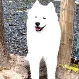 Sascha - Samoyed