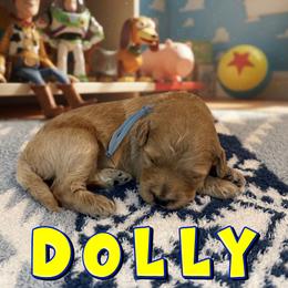 Dolly - Apricot female Goldendoodle puppy in Houston, Texas from Golden Life Doodles