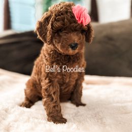 Goldendoodle and Poodle Puppies from Bell’s Poodles and Doodle’s