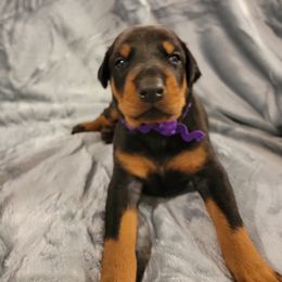 Doberman Pinscher Puppies from Gordon Farms Dobermans