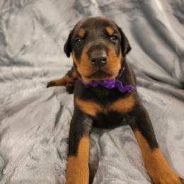Doberman Pinscher Puppies from Gordon Farms Dobermans