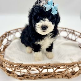 Raven - Tri-color female Bernedoodle puppy in Munster, Indiana from Miranda’s Sunshine Poodles and Doodles