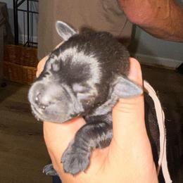 Pink Collar - Black female Schnoodle puppy in Winchester, Tennessee from Mahaffey’s Doodles