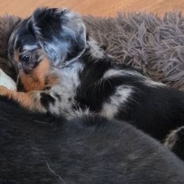 Dachshund puppies from Doxie Den🐾