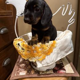 Boy 1 - Black and tan male Dachshund puppy in La Fayette, Illinois from Dachshunds of Tales