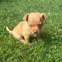 Chihuahua puppies from Kayla's Chihuahuas