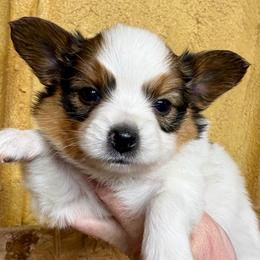 Winston (green) - White and sable male Papillon puppy in Chattanooga, Oklahoma from Lottie Dottie Scottie’s and Papillons