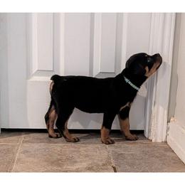 Blue girl - Black and tan female Rottweiler puppy in San Antonio, Texas from Angel Rottweilers