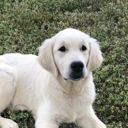 Goldendoodles and Golden Retrievers from Selah Springs Puppies
