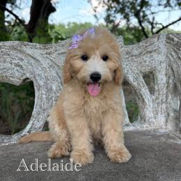 ADELAIDE - female Australian Mountain Doodle puppy in Bristow, Oklahoma from 10-Acre Woods Cockapoos