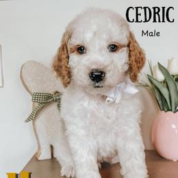 Cedric - Parti male Goldendoodle puppy in Hilton, New York from The House of Goldendoodle